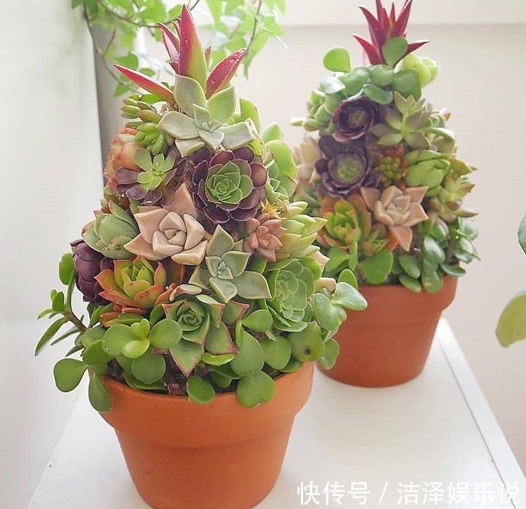 手捧花|学会3招,多肉养成“手捧花”,七夕情人节,最漂亮的礼物!