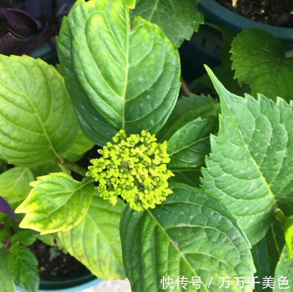 浇水|这个天，你的绣球浇水姿势对了吗