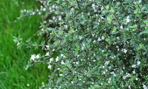 农村人称“白马骨”的野草,全身是宝,对风湿有良效,被广泛种植