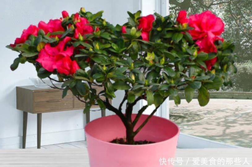 杜鹃花冬天室内有“四怕”,做错赶紧改正,让它叶子油绿不发黄!