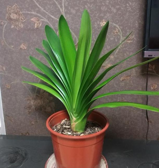 发酵|新人养花没经验不用担心,用它们浇花轻松搞定肥料难题