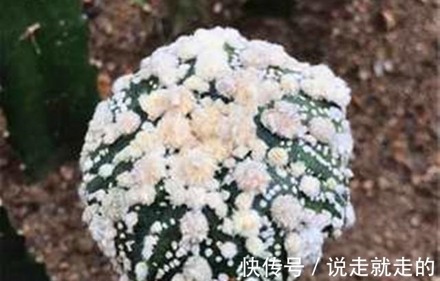 来客|这些星球属的多肉植物,宛如神秘的星空来客,奇异而美丽