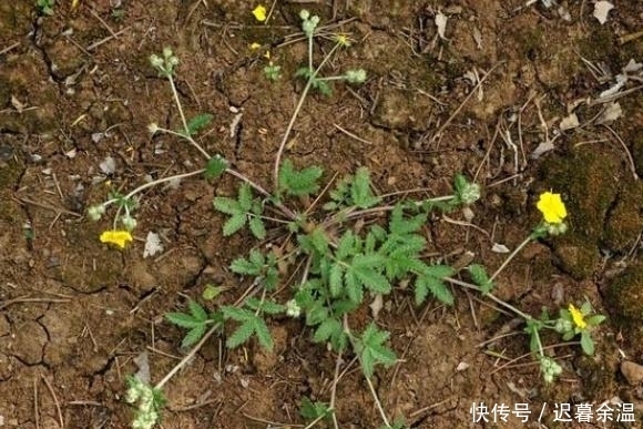 男性|农村一种奇特野草,称作“浮尸草”,用它炖肉是一绝,男性最喜欢