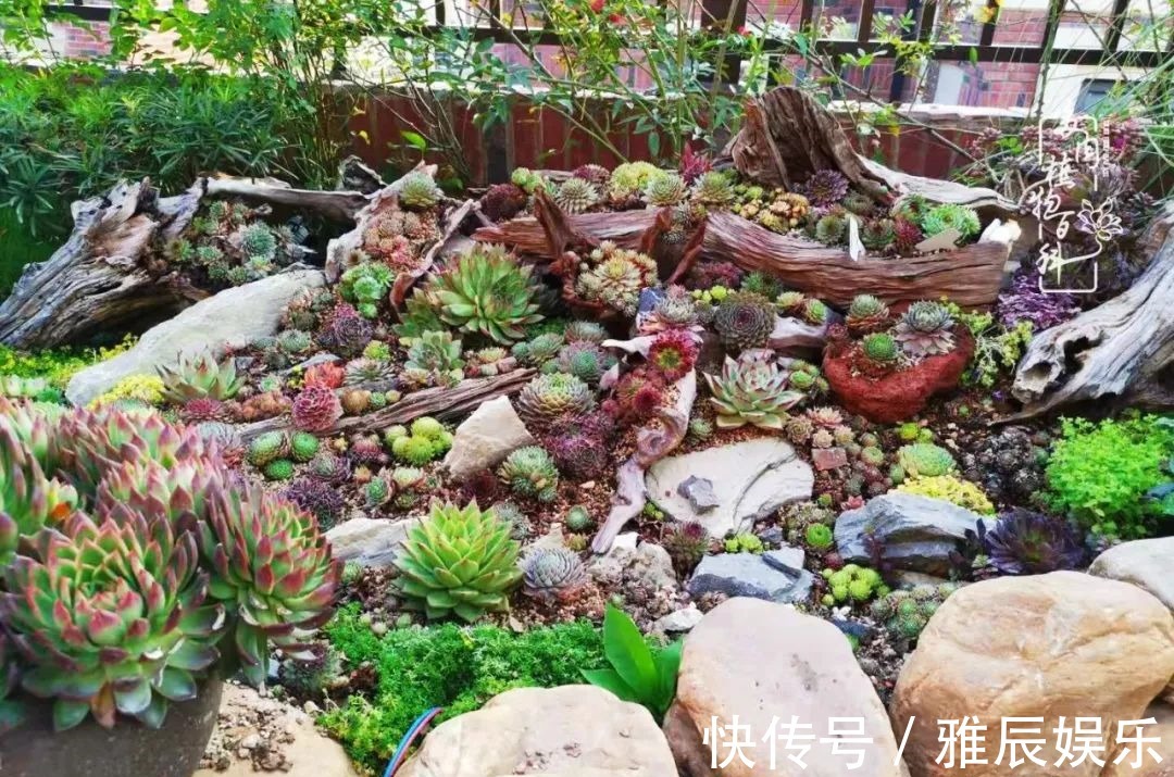 框子|这多肉拼盘这么仙!如何制作达人手把手教你制作长生草拼盘!