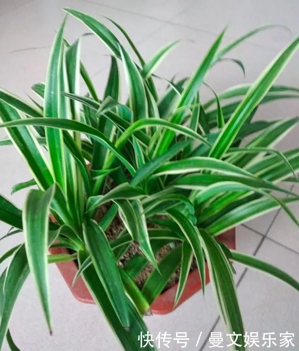 蟹爪兰|6种花，就得“穷着养”，花盆越小，长势越喜人！