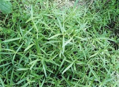 癌细胞|此物被称为“抗癌草”，具有清热解毒，消炎止痛，活血利尿等功效