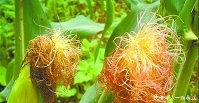 胆固醇|高血压最可怕的三个症状,很多人都搞错了!