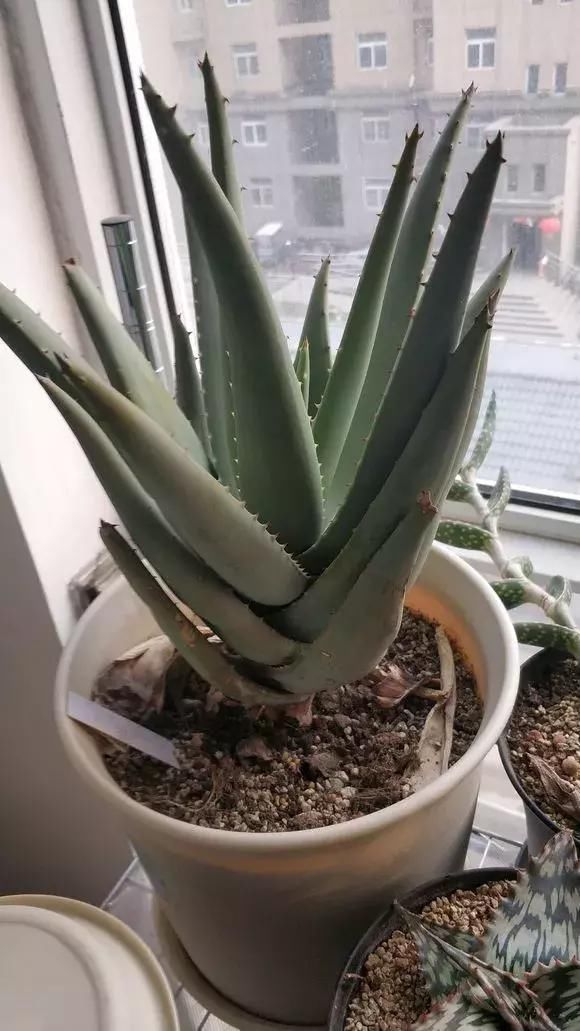 养文竹|有7种花“不喜水”,浇多了就烂根,越旱长得越旺