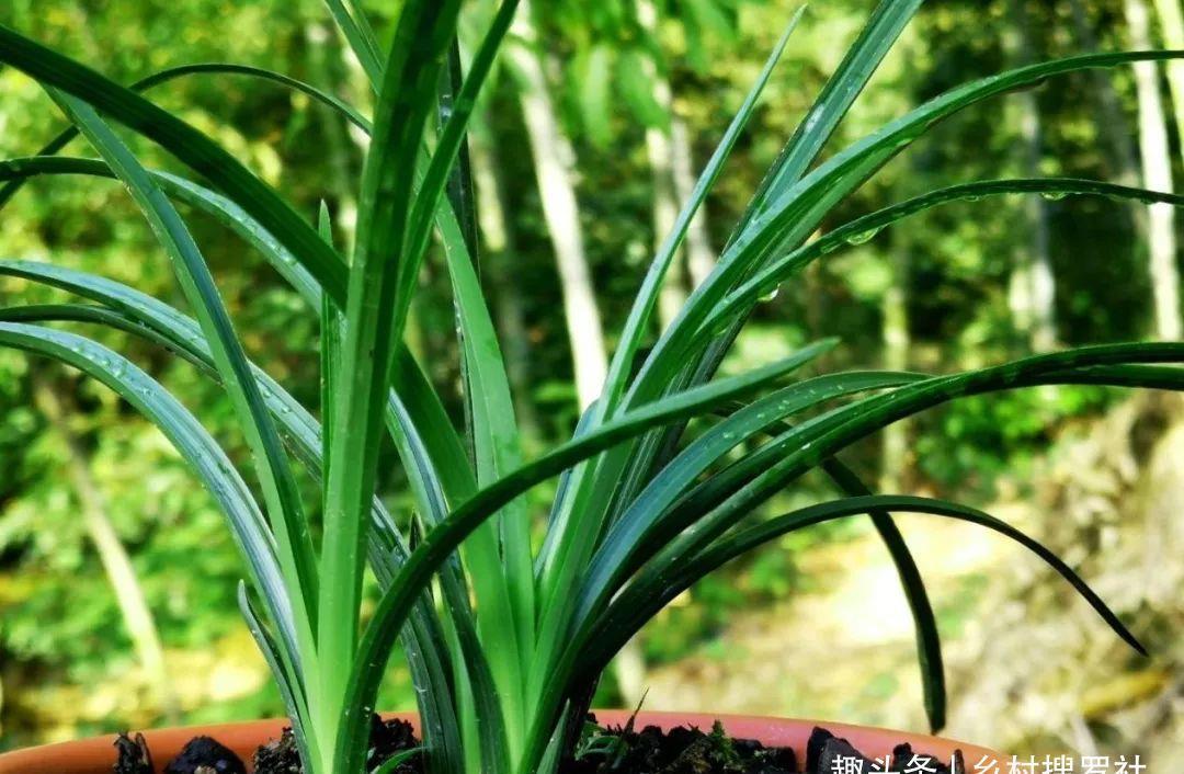 植料|什么树皮种兰花更好?学会处理松树皮,养蕙兰一年都不用施肥