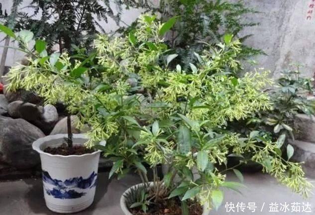 夜来香|这种花比桂花香,比茉莉好闻,家里养一盆,能薰一室香