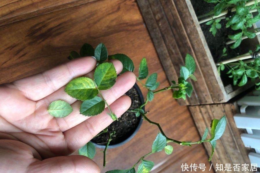 月季黄叶是什么情况?弄清“4点”,一直绿油油,明年“花更多”