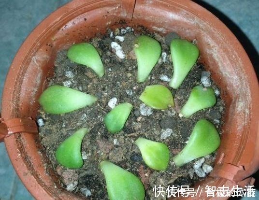 土壤|蒂亚一直绿着，实在忍不住了，把叶片撸，全插起来！