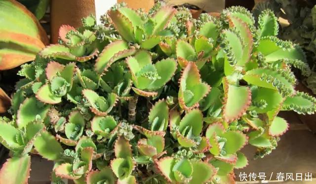 家里养4种花,叶子掉盆里,15天生根发芽,1盆能变20盆,好养活