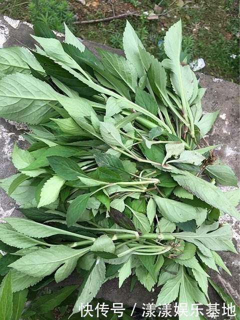 城里人|這野草聞起來臭烘烘,作用多味道爽口,城里人愛不釋手