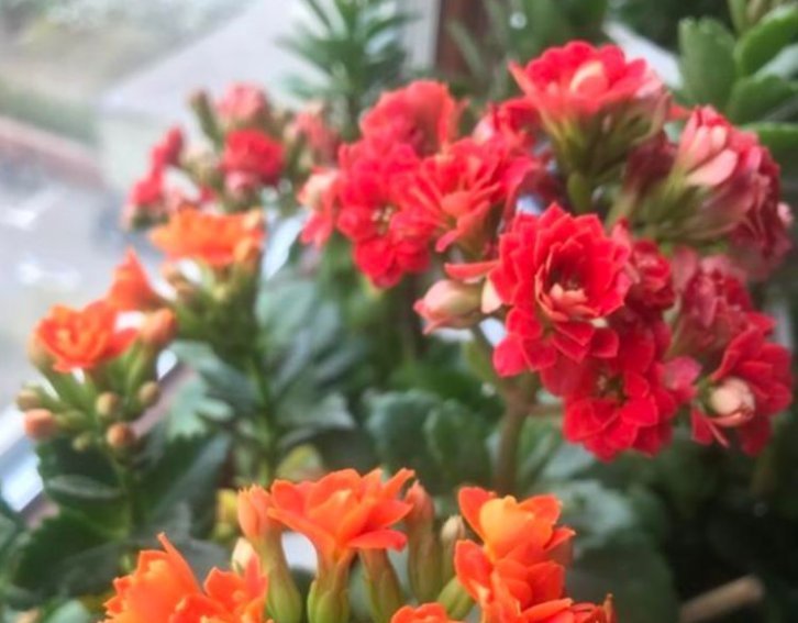 家里“3种”垃圾别扔撒花盆一点，根壮叶绿，呼呼开花