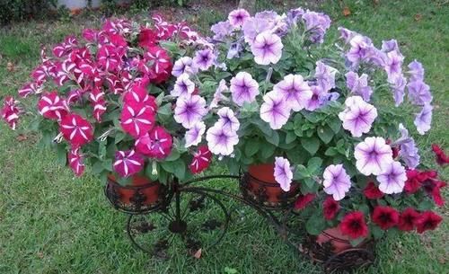 你家窗台还没变花园？只因缺了这6种花