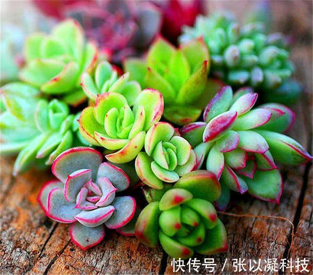 朋友养多肉年年挂一半，只用了1招，饱满水灵，度夏越冬超简单