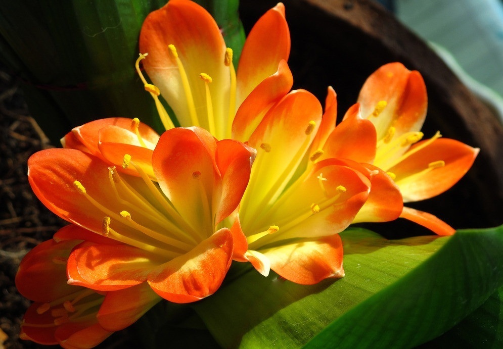 此花就像是君子一样,是一种高尚的品德,有着鲜艳的花色