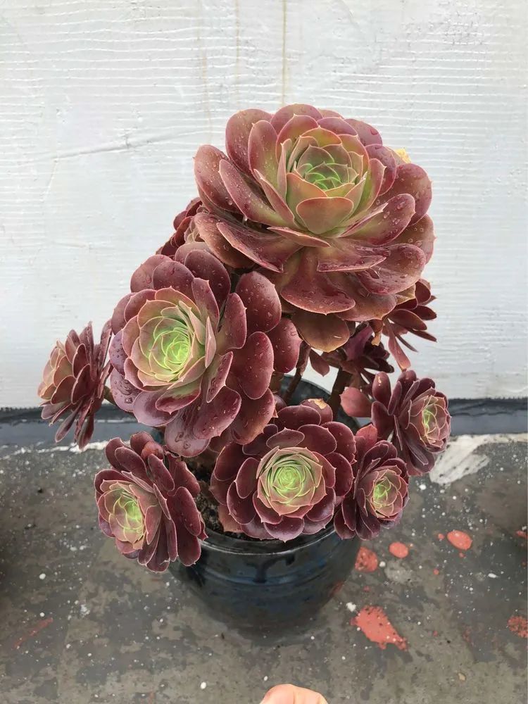 陪伴过我的都是心头肉!多肉陪我一路向前!