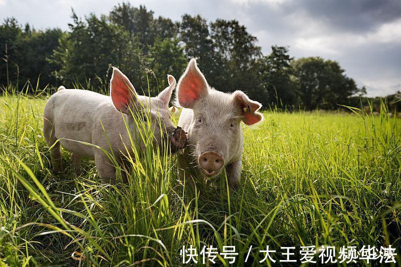 财运|8月中下旬，生肖属猪人切记不要做这2件傻事，会破坏财运