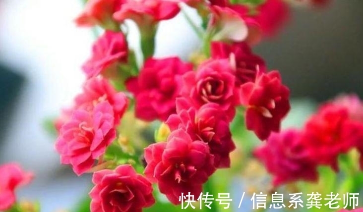 长寿花|几种花人人都喜欢,漂亮易爆盆,寓意好,日子越过越好!