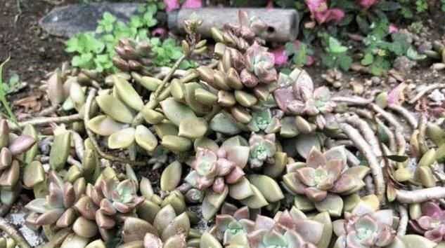 长成|婆婆扔在院子的多肉,几年没管长成老桩,给多少钱也不卖