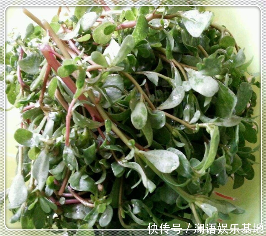 就可以|马齿苋这样做太香了,不炒不凉拌,一人吃一盘,比吃肉还香