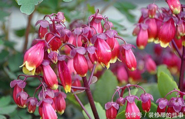 易爆|喜欢赏花,夏天就种此款小花,花色繁多易爆盆,娇艳欲滴