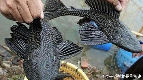 入侵|这2种鱼已成功“入侵”我国,吃货也束手无策,钓到该如何处理