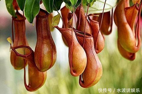 猪笼草|这花不吃花肥只爱虫子,夏天养家里,蚊虫都害怕驱蚊效果好