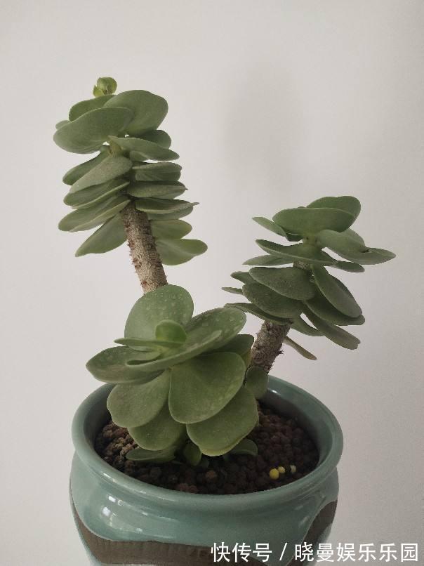 花友|容易养成老桩的多肉,新手也能养成,2年茎秆木质化