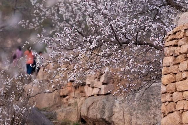 杏花|背靠五莲山！久负赏花盛名，今日一见确实惊叹