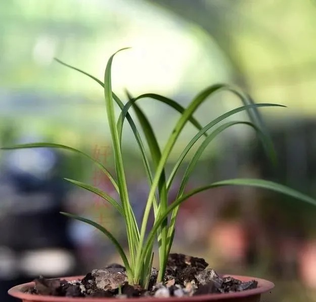 种植|兰花生命力很强，决定能否种植成活的，并不是土壤与肥料