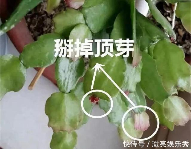 枝条|4种花“趁早”剪，把枝条、叶子全剪了，长得密、开花早