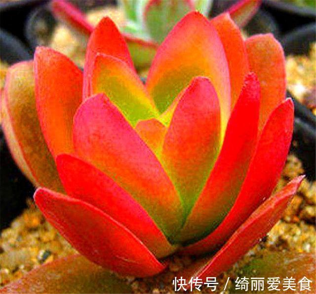 喜欢多肉就选这1款,火红喜庆颜值高,只要4招,养成垂吊悬崖桩
