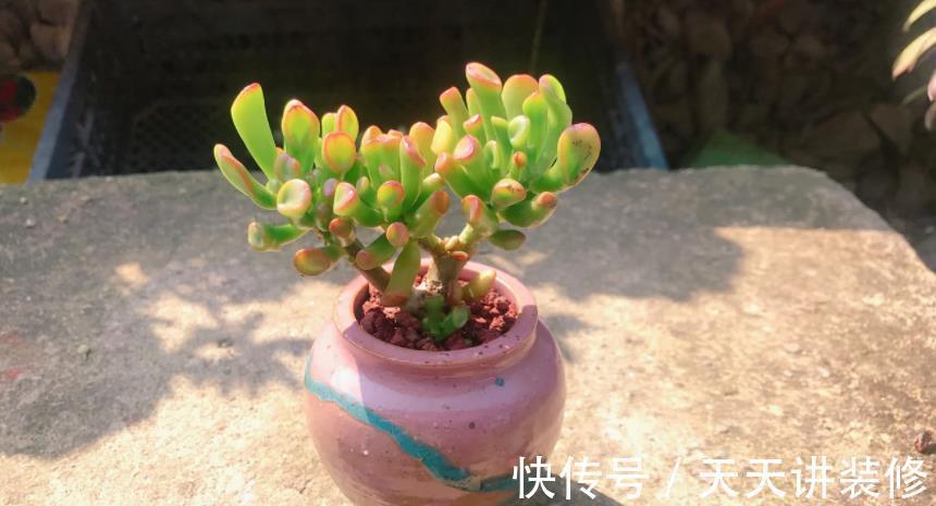 土壤|盆栽养殖多肉,天热更该旱养,不然烂根问题多