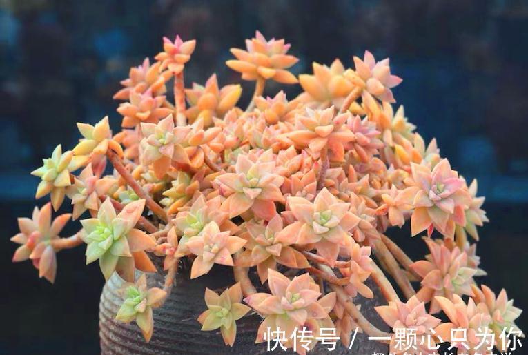 橙色恋人——叶形像胧月,颜色像布丁的多肉,我觉得你多半没养过