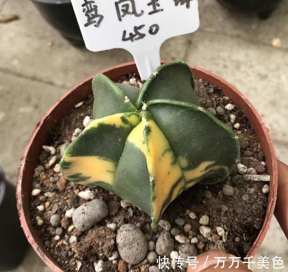 多肉养不好的原因之一，多数的分不清夏型种和冬型种多
