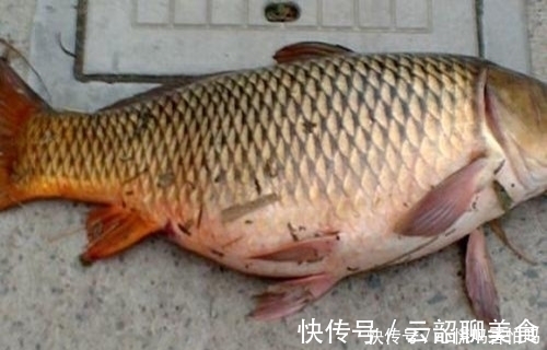 垂钓|秋末冬季，为什么钓不到鲫鱼鲤鱼呢？这款饵料就可以改变你的鱼获