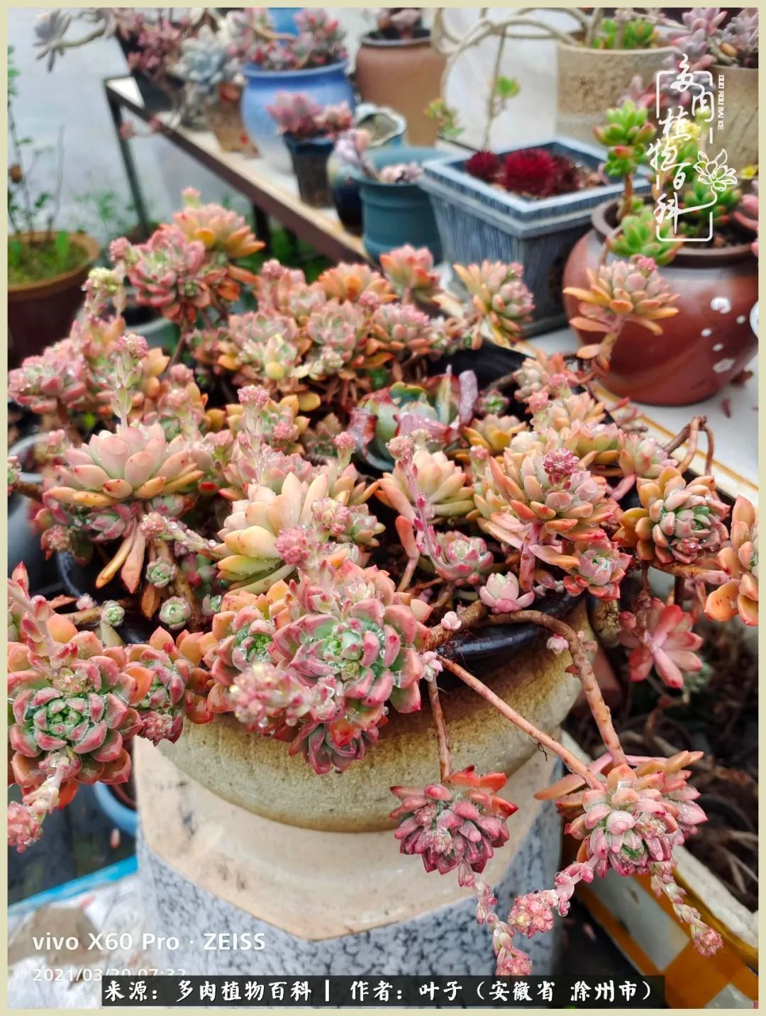 多肉相伴的美好时光,对多肉已是痴迷入骨!