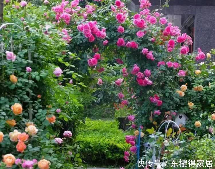 4种漂亮花,好打理,易爆盆,适合新手养,轻松养爆盆!