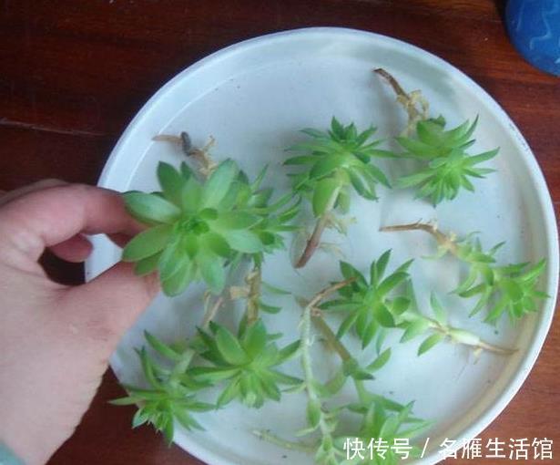  养花|家里养花，用此个妙招，一盆变成十盆，花盆都不够用了