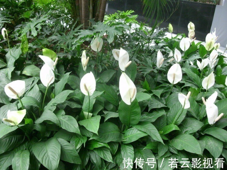 红掌|家里光照差,就选5种“耐阴花”,不用见太阳,花叶俱美,好运道