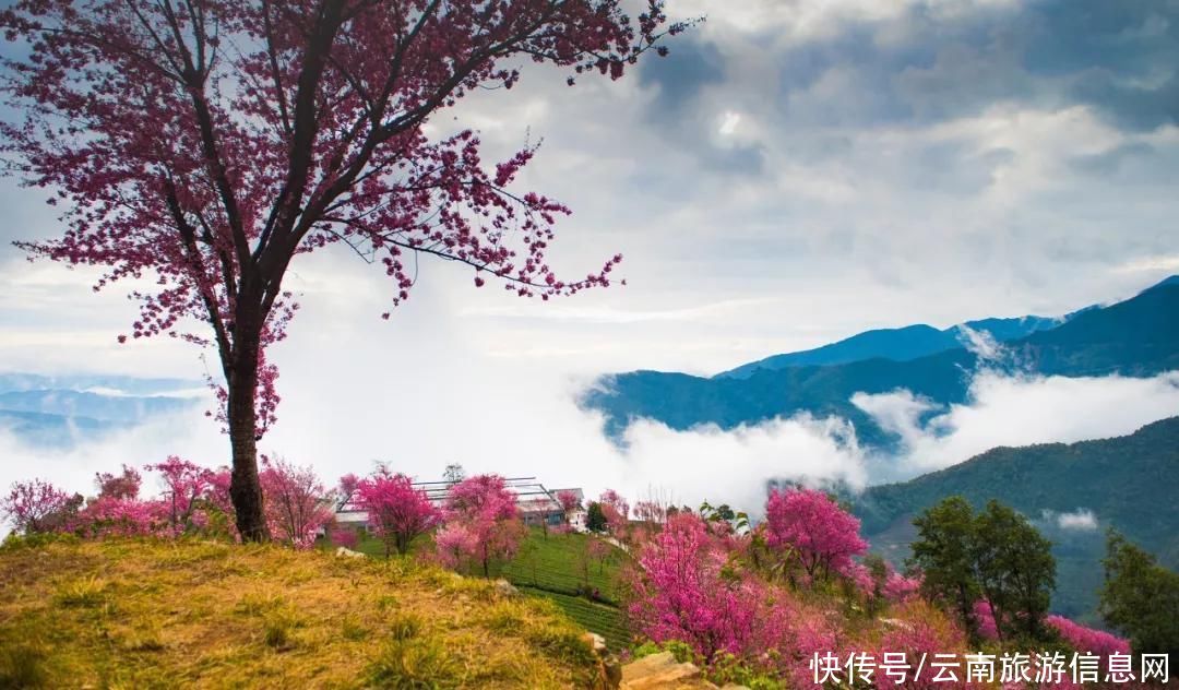 樱花|无量山2000亩的樱花开了，等你来