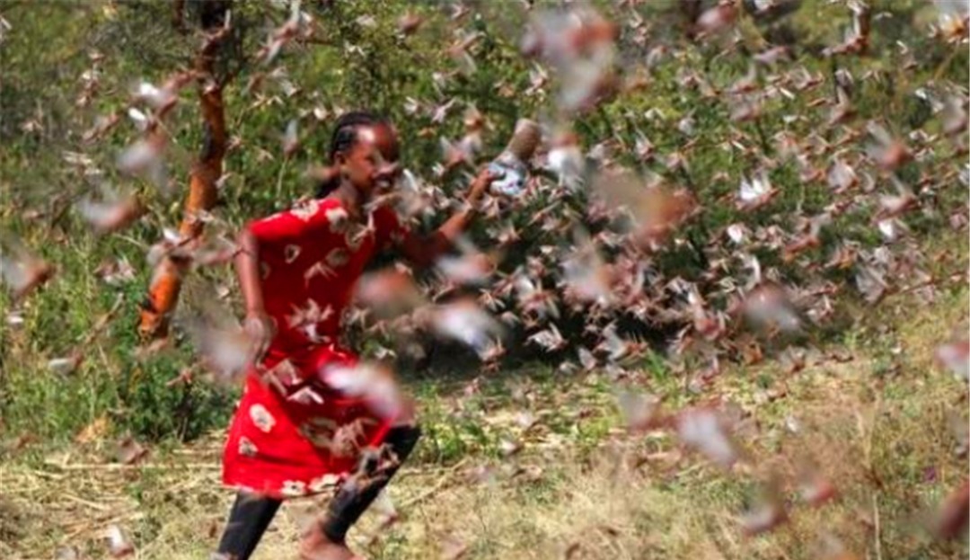 蝗灾|中国历史上蝗虫成灾、遗祸千年,是从什么时候被控制的?