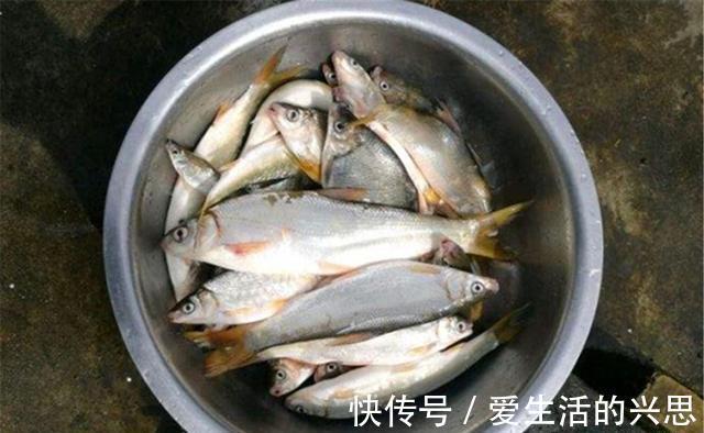 垂钓|气温越高,吃口越好的几种鱼,盛夏把这些鱼做目标,钓鱼很少扑空
