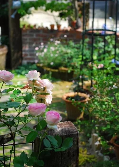 聚会|好看这样布置一个家庭小院,聚会玩乐都能行,看完就想建一个