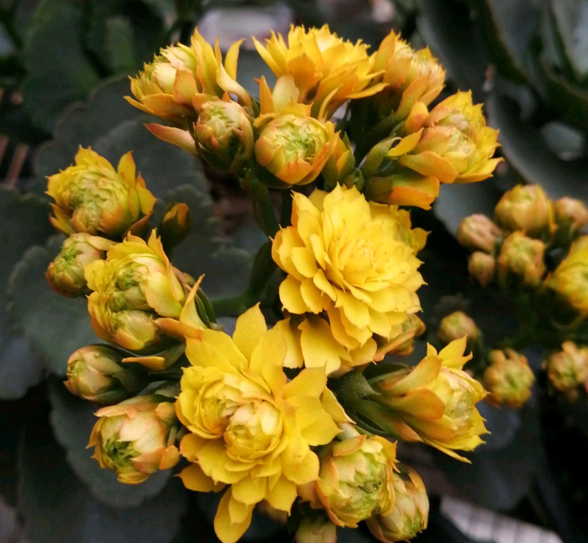 秋季养长寿花,做到这些,枝繁叶茂开花爆盆很简单