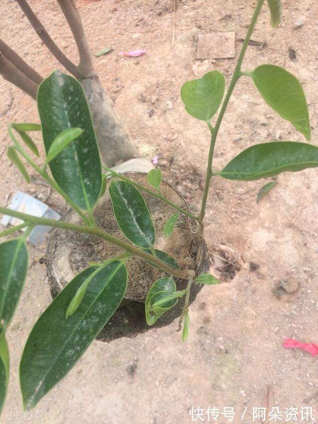 价值|院子里有空地,就种“四大名贵树”,越大价值越高