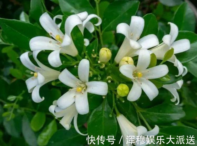 太阳花|养花就养这几款，全年开花不停，沾点水就疯长，开花勤还爱爆盆